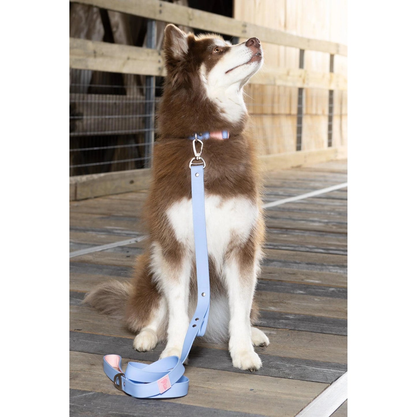 TD Blue Sky Luxury Dog Collar Waterproof Orchid Print Silica Alloy Rubber Soft Padded Lights Personalized Western Style for Pets