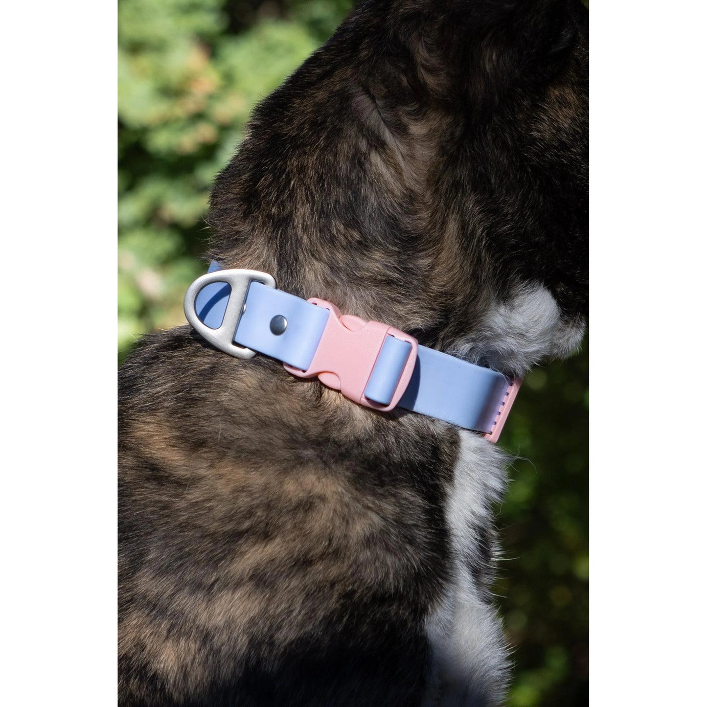 TD Blue Sky Luxury Dog Collar Waterproof Orchid Print Silica Alloy Rubber Soft Padded Lights Personalized Western Style for Pets